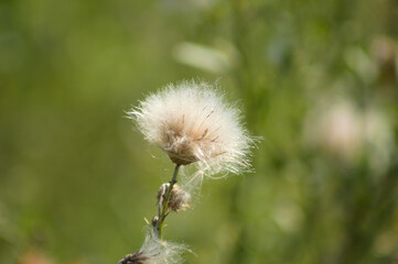 Fluffy scheuchzer's cotton grass closeup view with green blurred plants on background