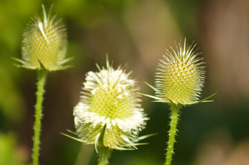 Cutleaf teasel green seeds closeup view with selective focus on foreground