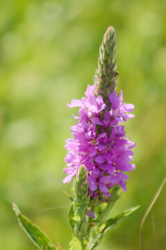 Purple loosestrife in bloom closeup view with green blurred background