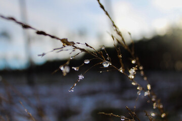 Winter sparkles