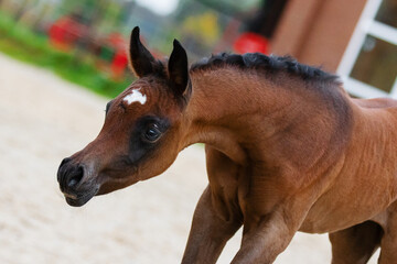 Young pretty arabian horse foal on summer background, portrait closeup