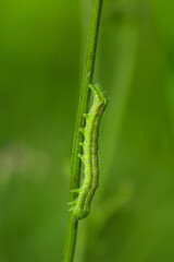 Сaterpillar on leaf 