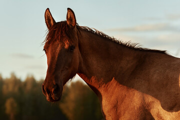A brown horse looks into the camera. Portrait of a horse. Ranch at sunset