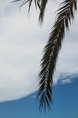 Palm leaves and sky with clouds