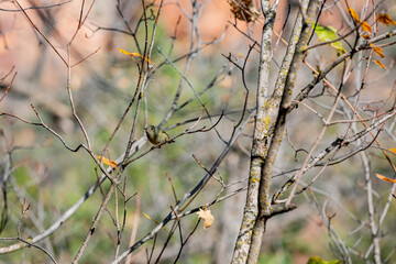 Close up shot of Ruby-crowned kinglet bird