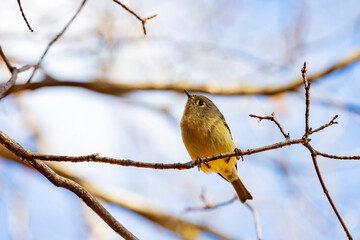 Close up shot of Ruby-crowned kinglet bird