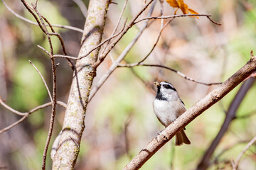 Close up shot of Mountain chickadee bird