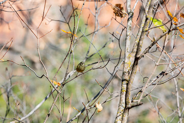 Close up shot of Ruby-crowned kinglet bird