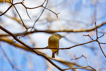 Close up shot of Ruby-crowned kinglet bird
