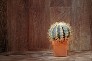Prickly cactus in pot on vintage wooden background.