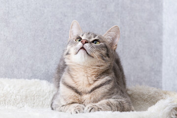 A mongrel striped cat lies on a mattress made of artificial fur and looks up. Home clean cat on a...