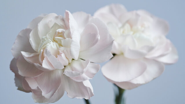 Macro photo of white-pink carnation flower bud close-up on blue background.Texture soft petals of carnation.Beautiful banner of flowers.Scientific name is Dianthus.Wedding postcard.Mothers day flower