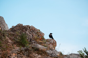 crow bird on stones against the sky