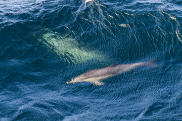 Dolphins swimming in deep blue sea under water - aerial view
