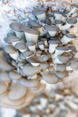 Fototapeta na wymiar oyster mushrooms begin to grow, a colony of mushrooms grown for the restaurant