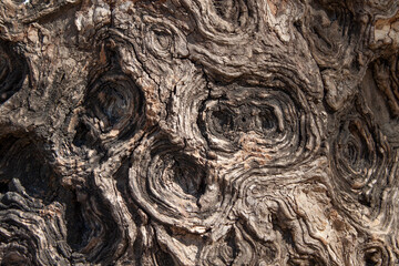 Old Tree trunk texture. Circular shapes.