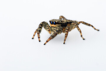 Springspinne (salticidae)