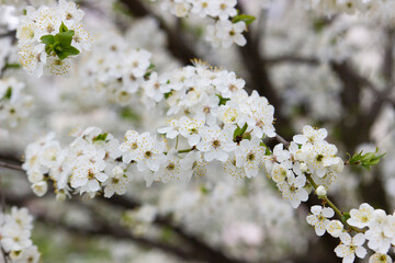 Branches of a blossoming tree against the sky. Cherry plum flowers.