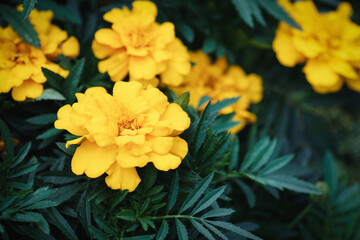 Yellow marigold flowers in the garden, closeup