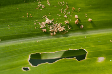 Corn leaf damaged by fall armyworm Spodoptera frugiperda