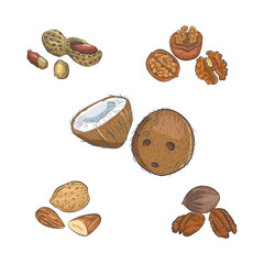 Nuts sketch vector collection.