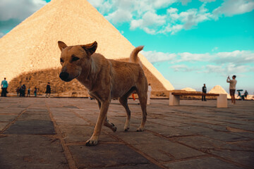 Sad stray hungry dogs at the streets of cairo, egypt. Walking around the giza pyramids trying to...
