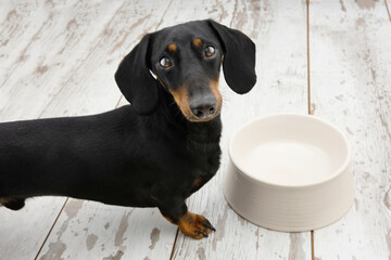 Dachshund puppy dog begging food next to a empty bowl with sad expression