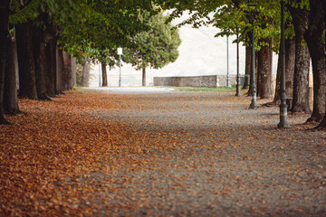 Avenue in the Park the beginning of autumn.