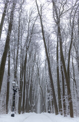 winter landscape, view of the oleya in the forest