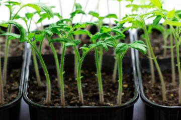 Seedlings of tomatoes and celery grown at home on a windowsill.