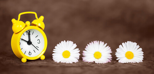 Daisy flowers and yellow clock on brown background. Daylight savings time, spring forward or summer banner.