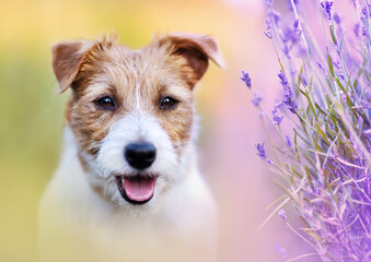 Happy cute pet dog head with purple herbal lavender flowers. Spring, summer concept.