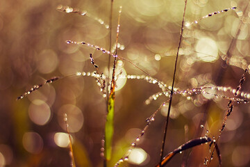 drops of dew on the grass