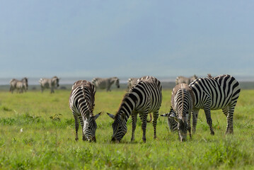 Fototapeta na wymiar Zebras in Ngorongoro