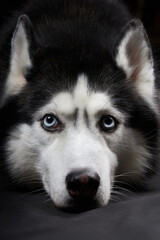 Studio art portrait beautiful husky dog with blue eyes.