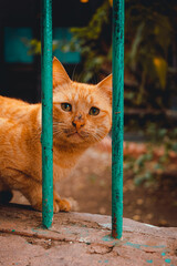 Vertical shot of an orange street cat with a slightly sad face, standing behind face bars. Its nose dirty from searching for food on the street