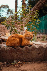 Fototapeta na wymiar Fluffy beautiful orange street cat sitting on a ledge on the street