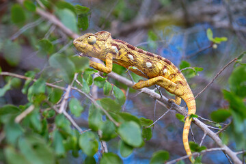 Chameleon on a tree in Andasibe National Park. Madagascar.