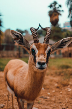 Close up with a beautiful young african gazelle with long curved horns, looking curiously straight at the camera