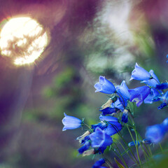 flowers in the woods