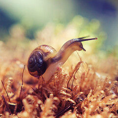snail on the moss