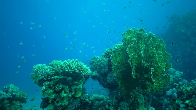 Fire corals (Millepora) and Many tropical fish hunt and swim over a coral reef. Red sea