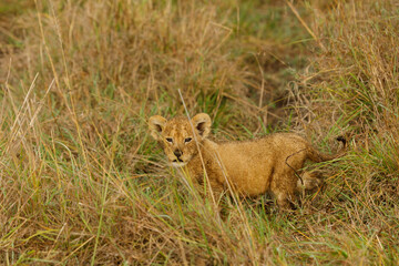 lion cub on the savannah