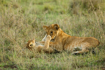 Obraz na płótnie Canvas lions cubs playing on the savannah