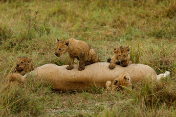 lions cubs playing on the savannah