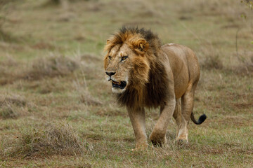 Obraz na płótnie Canvas male lion walking on the savannah