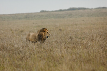 male lion walking on the savannah