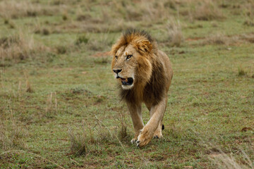 male lion walking on the savannah