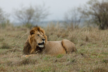 Fototapeta na wymiar male lion resting on the savannah
