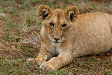 Fototapeta na wymiar lion cub on the savannah